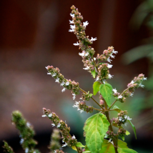 Patchouli (Pogostemon cablin) Essential Oil