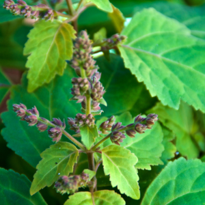 Patchouli (Pogostemon cablin) Essential Oil