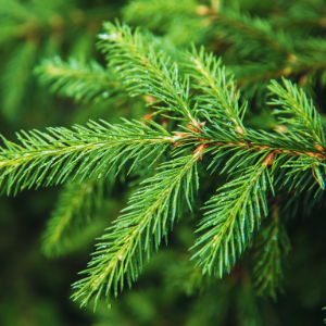 Black Spruce (Picea mariana) Essential Oil