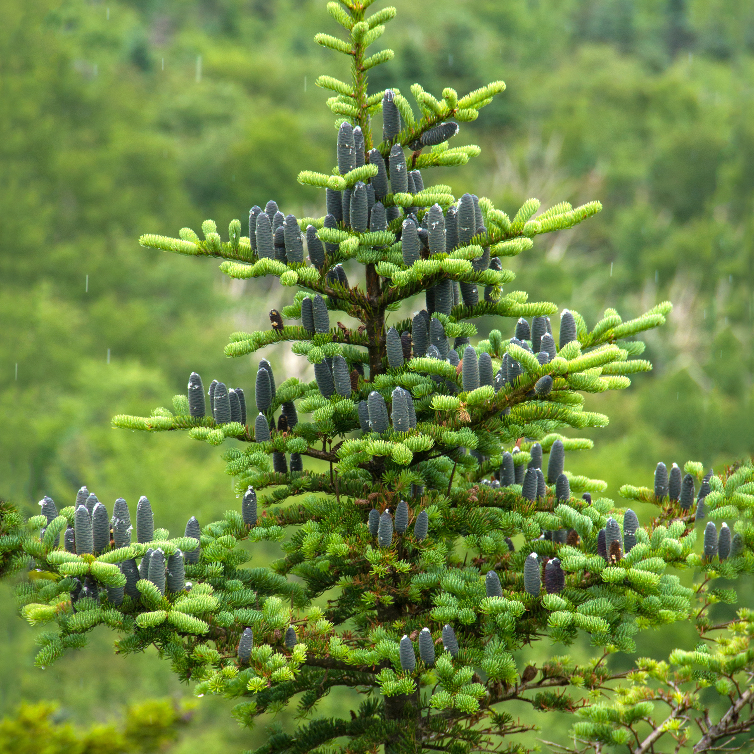 Balsam Fir, Bark (Abies balsamea) Essential Oil