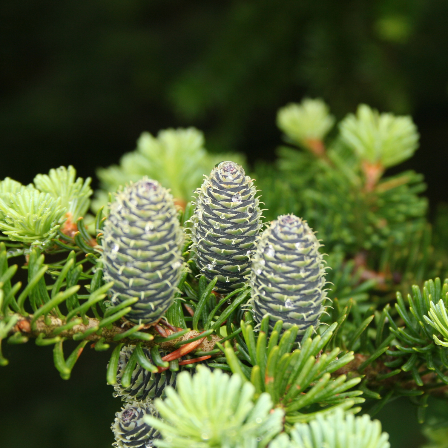 Balsam Fir, Bark (Abies balsamea) Essential Oil