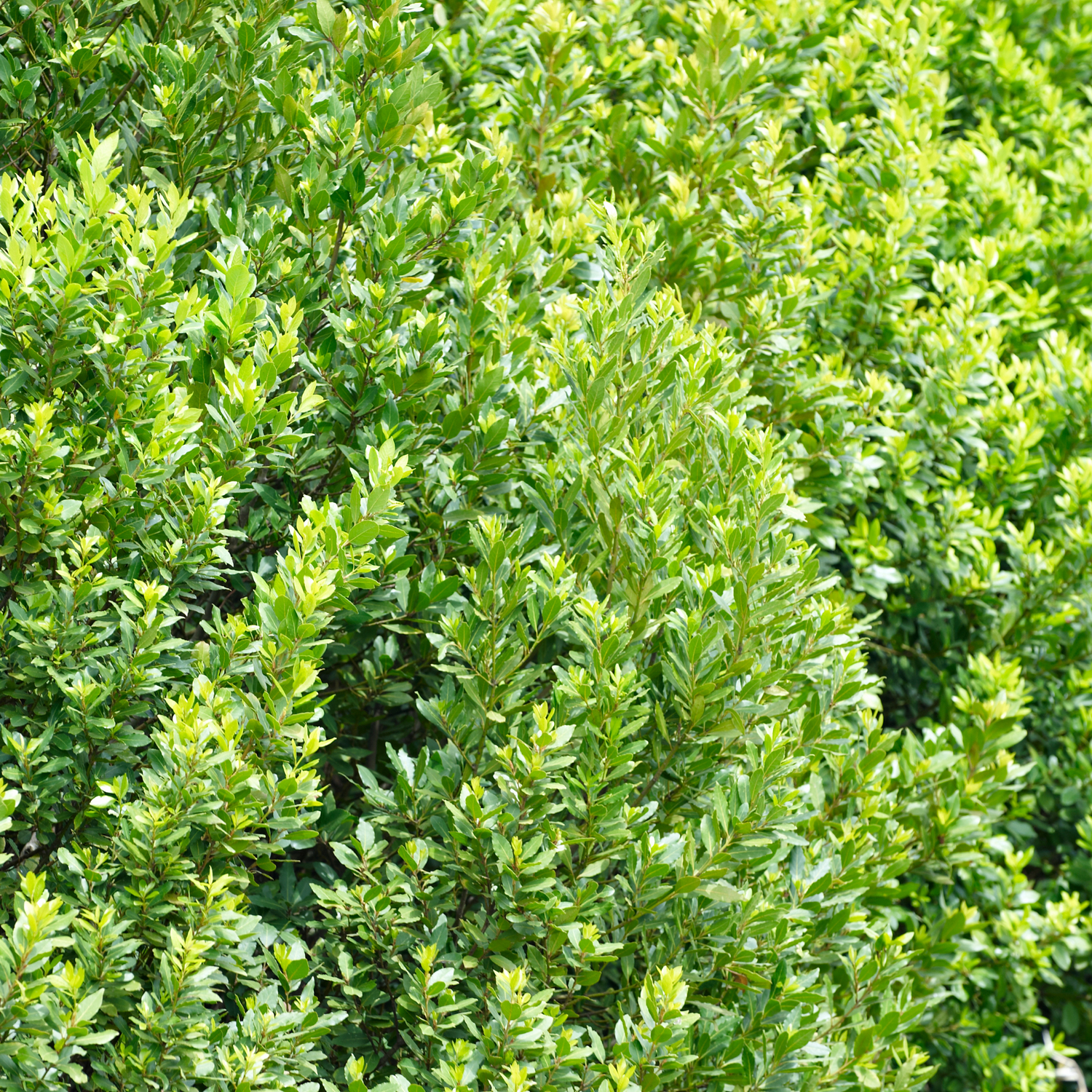 Bay Laurel (Laurus nobilis) Essential Oil