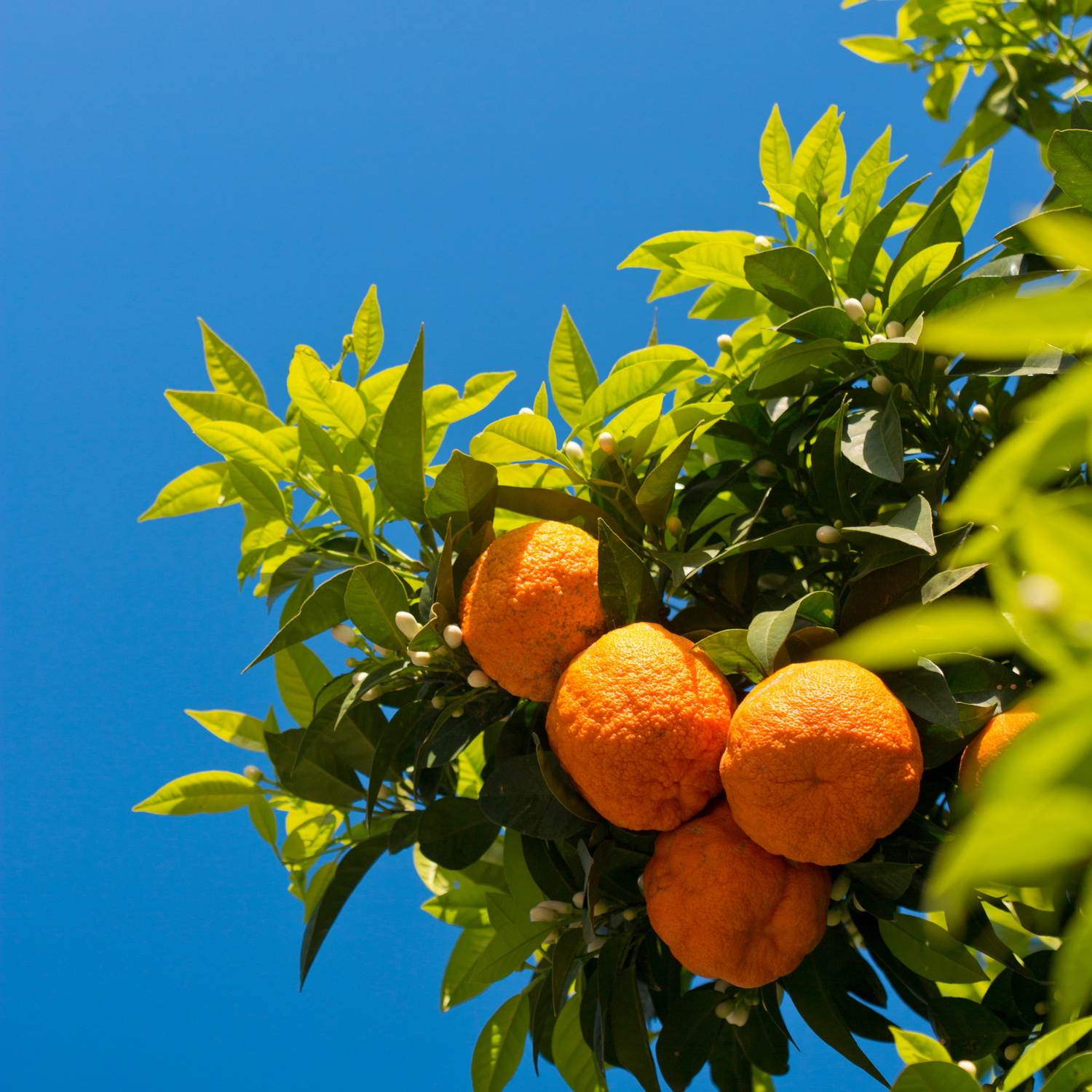 Bitter Orange (Citrus aurantium ssp. amara) essential oil