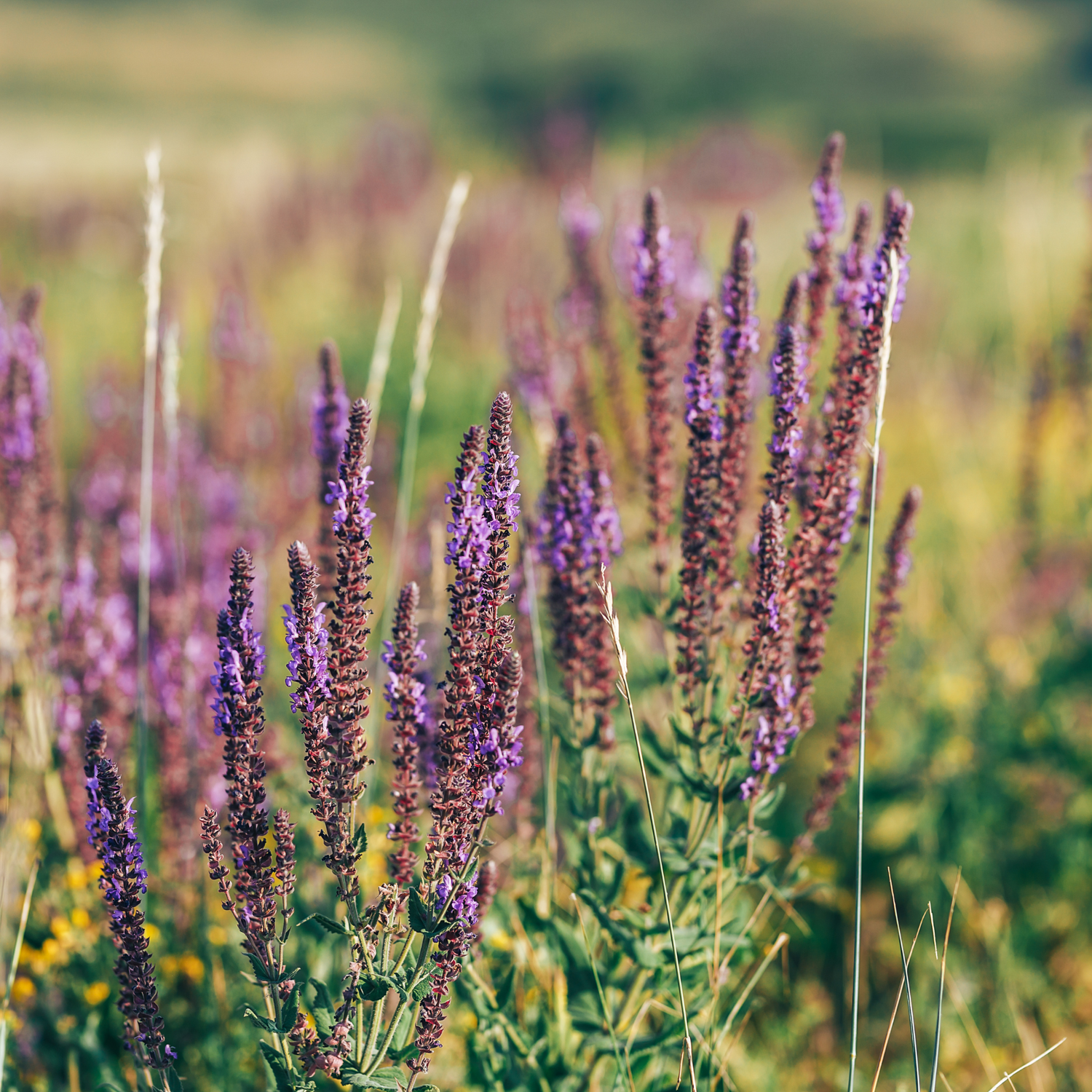 Clary Sage (Salvia sclarea) Essential Oil