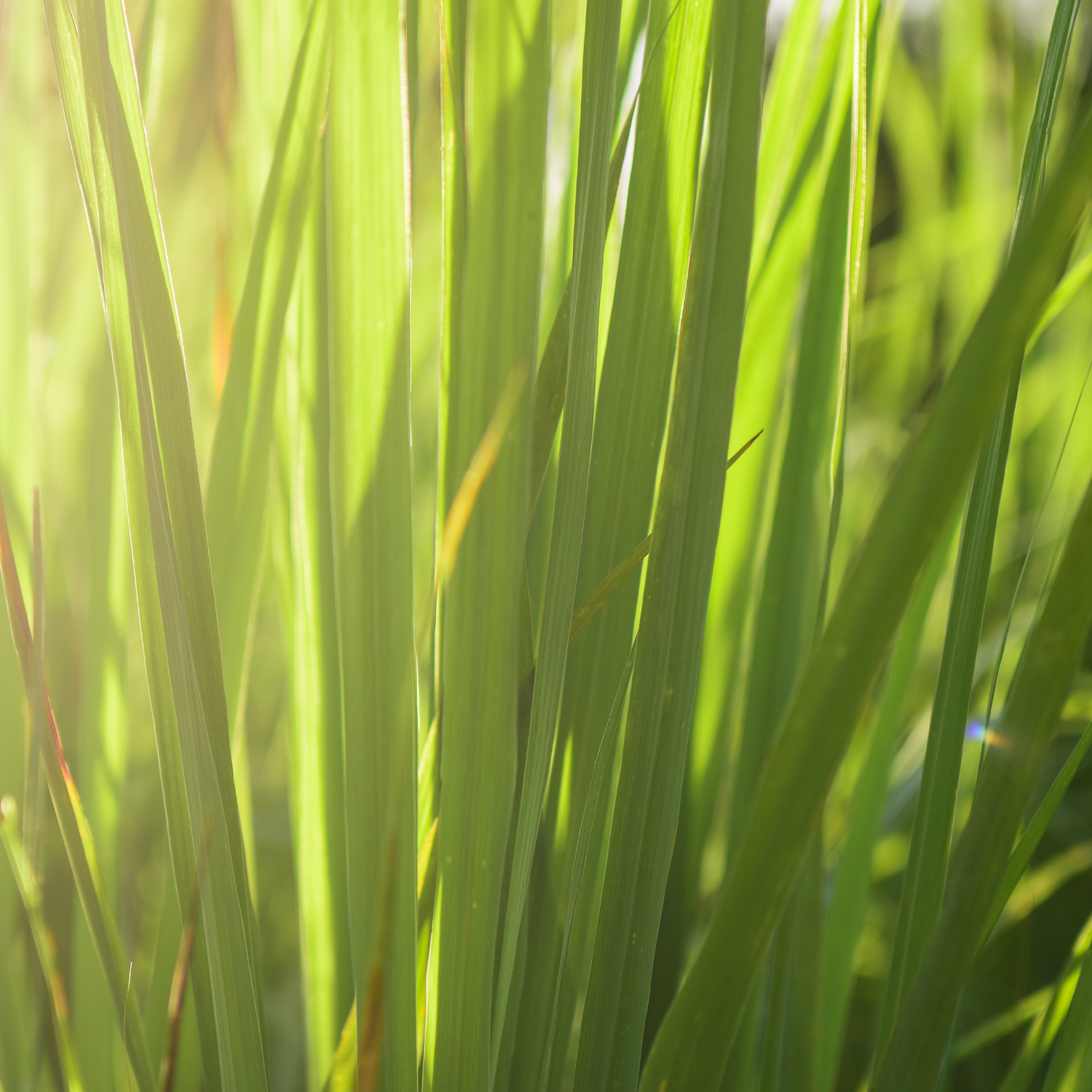 Citronella (Java) (Cymbopogon winterianus) Essential Oil