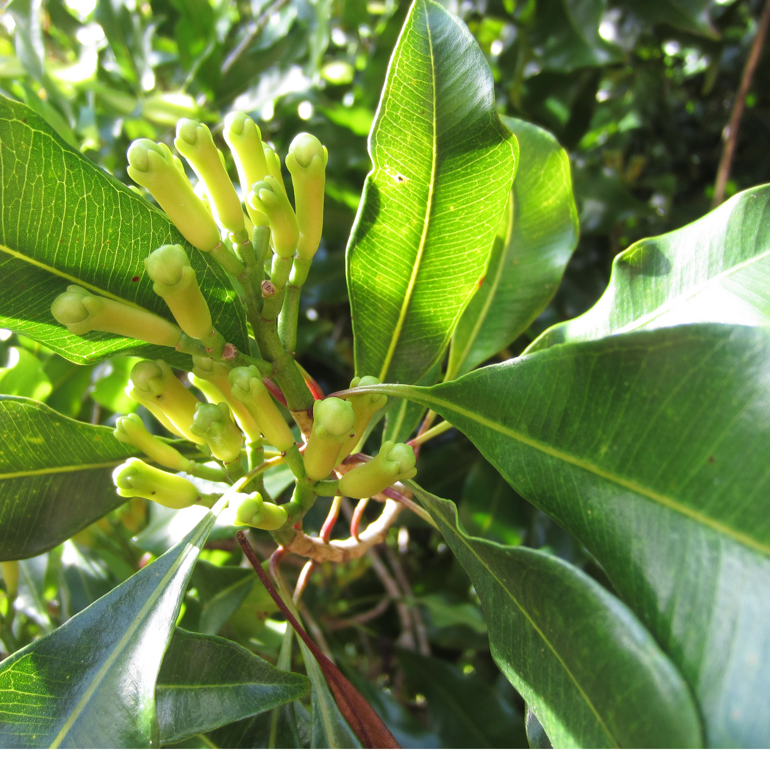 Clove Bud (Eugenia caryophyllus) Essential Oil