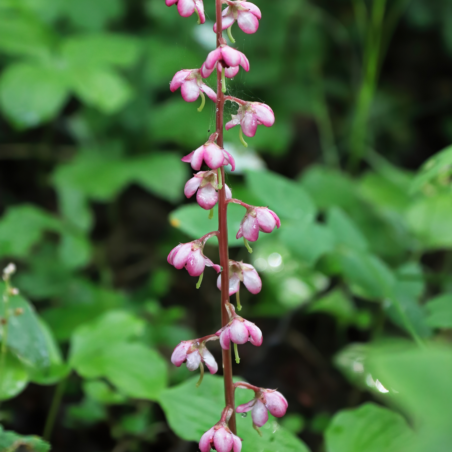 Wintergreen (Gaultheria fragrantissima) Essential Oil