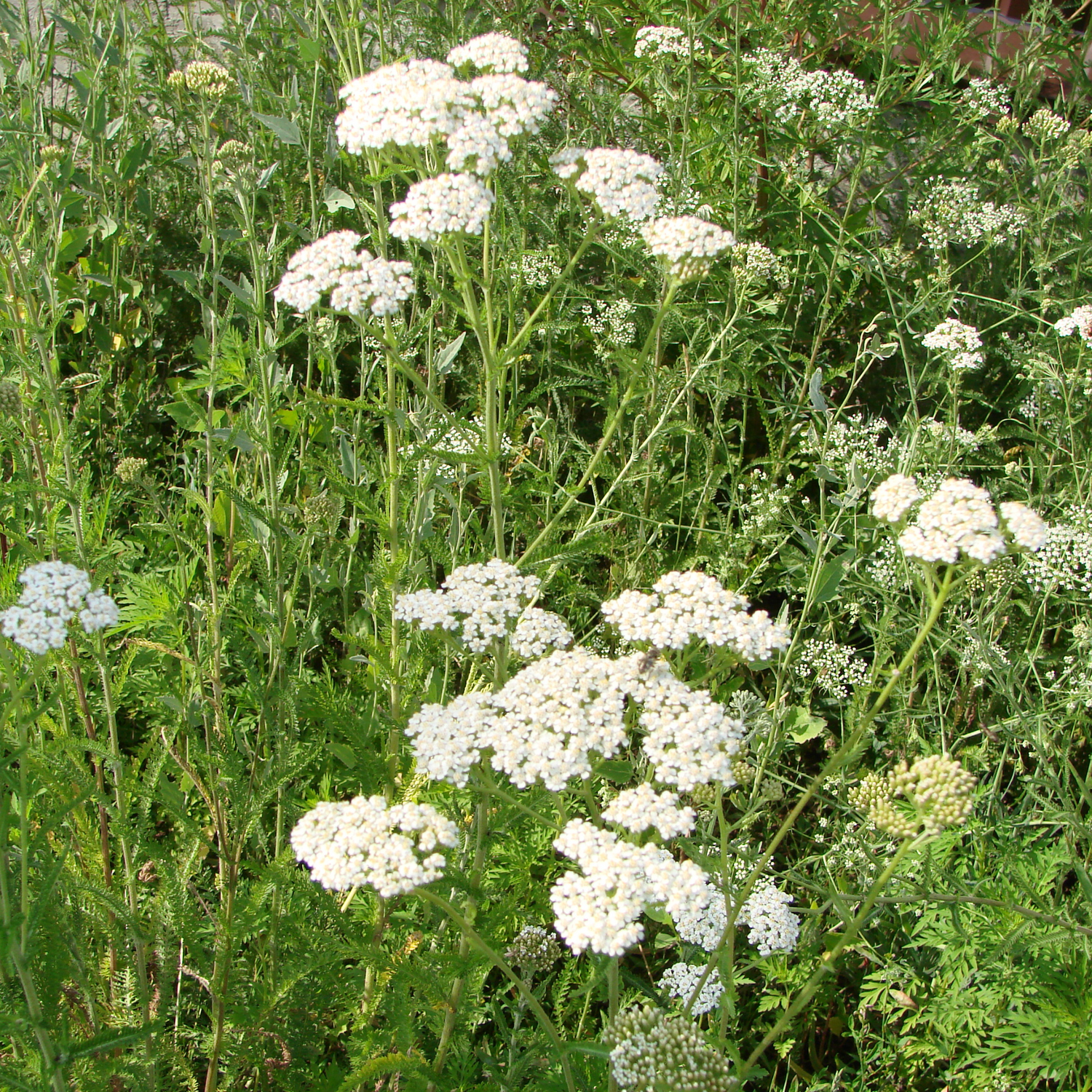 Yarrow (Achillea millefolium) Essential Oil