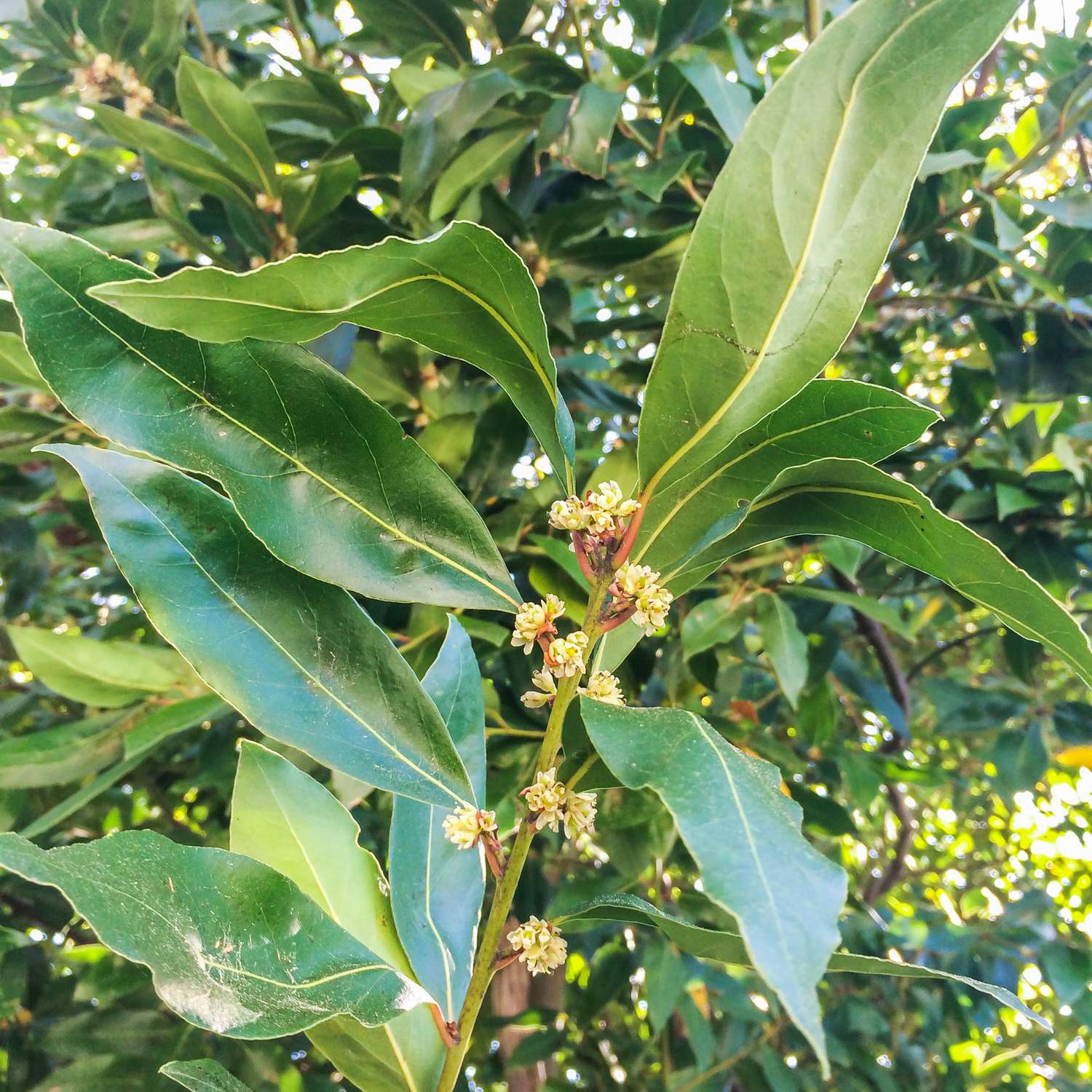 Bay Laurel (Laurus nobilis) Essential Oil