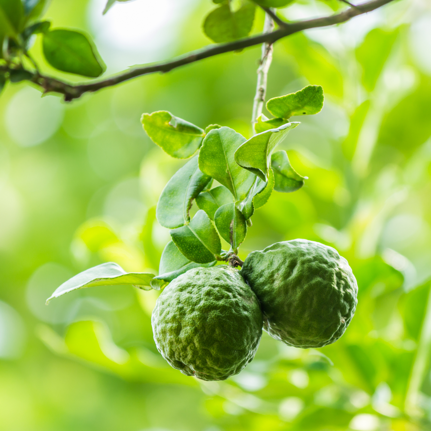 Bergamot Zest (Citrus bergamia) Essential Oil