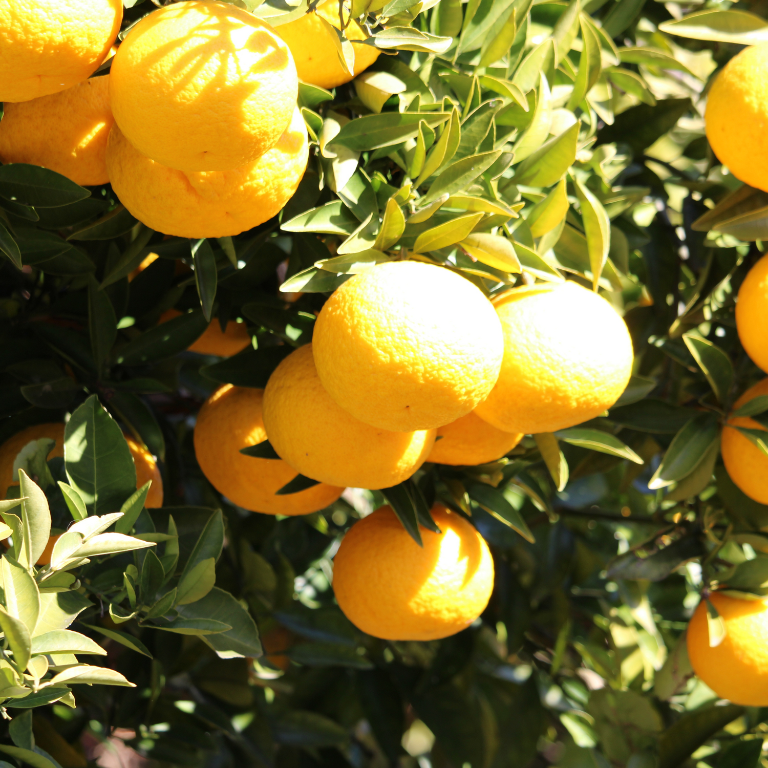 Bitter Orange (Citrus aurantium ssp. amara) essential oil