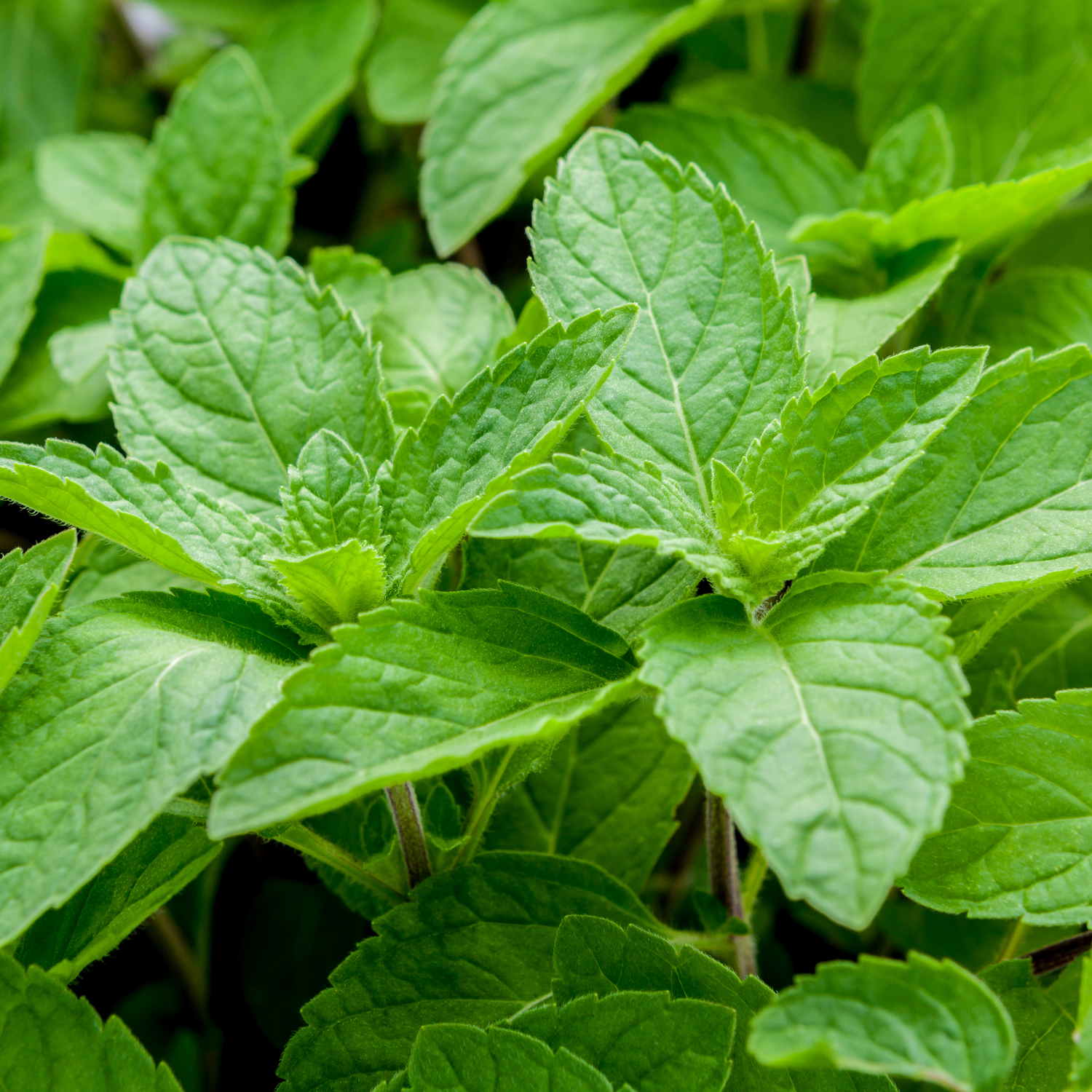 Peppermint (Mentha piperita) Essential Oil