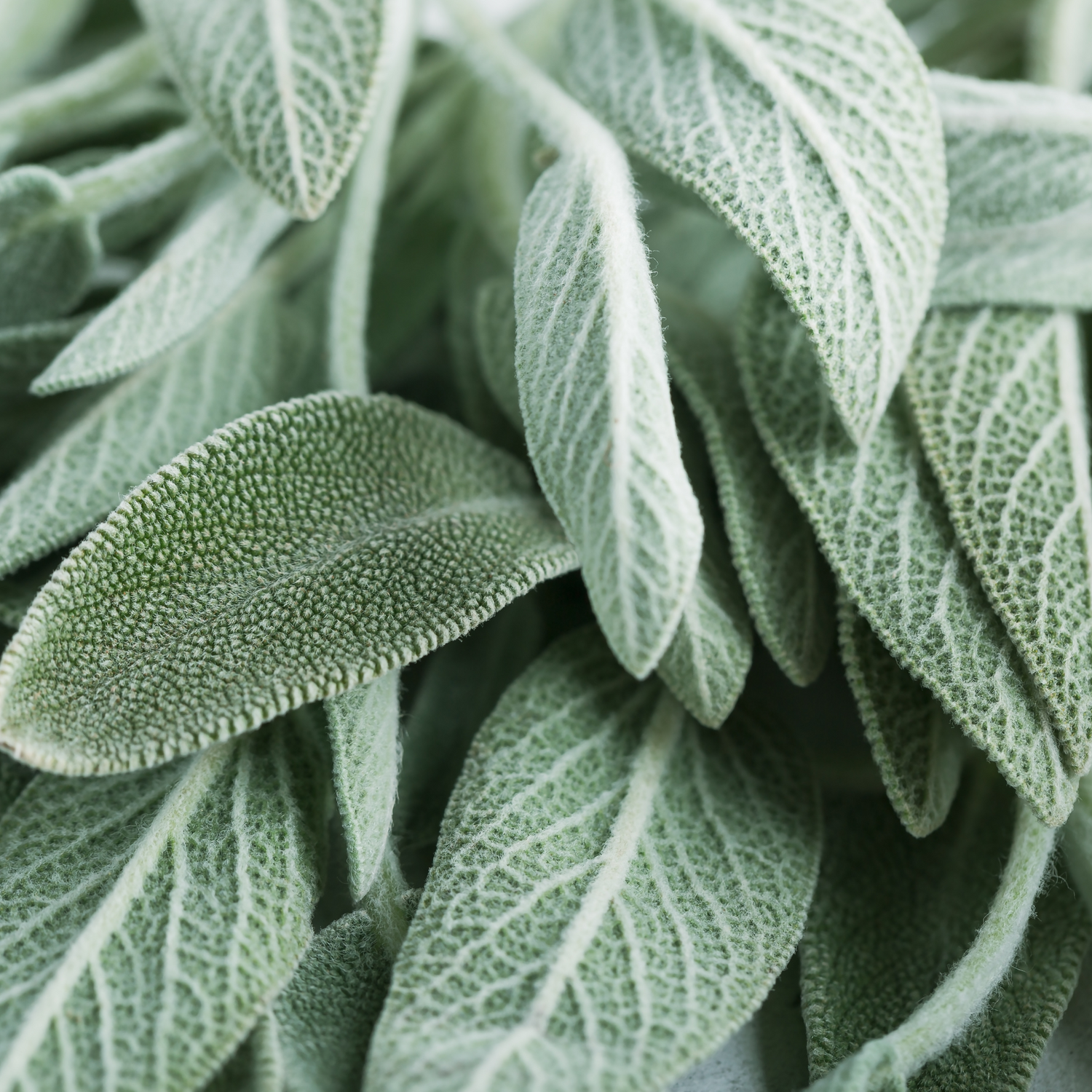 Clary Sage (Salvia sclarea) Essential Oil