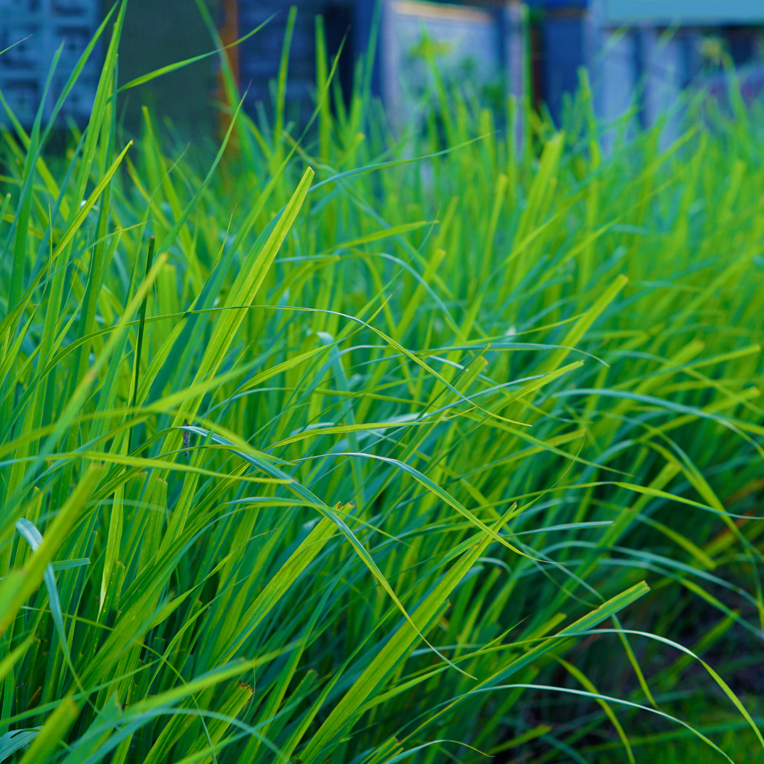 Citronella (Java) (Cymbopogon winterianus) Essential Oil