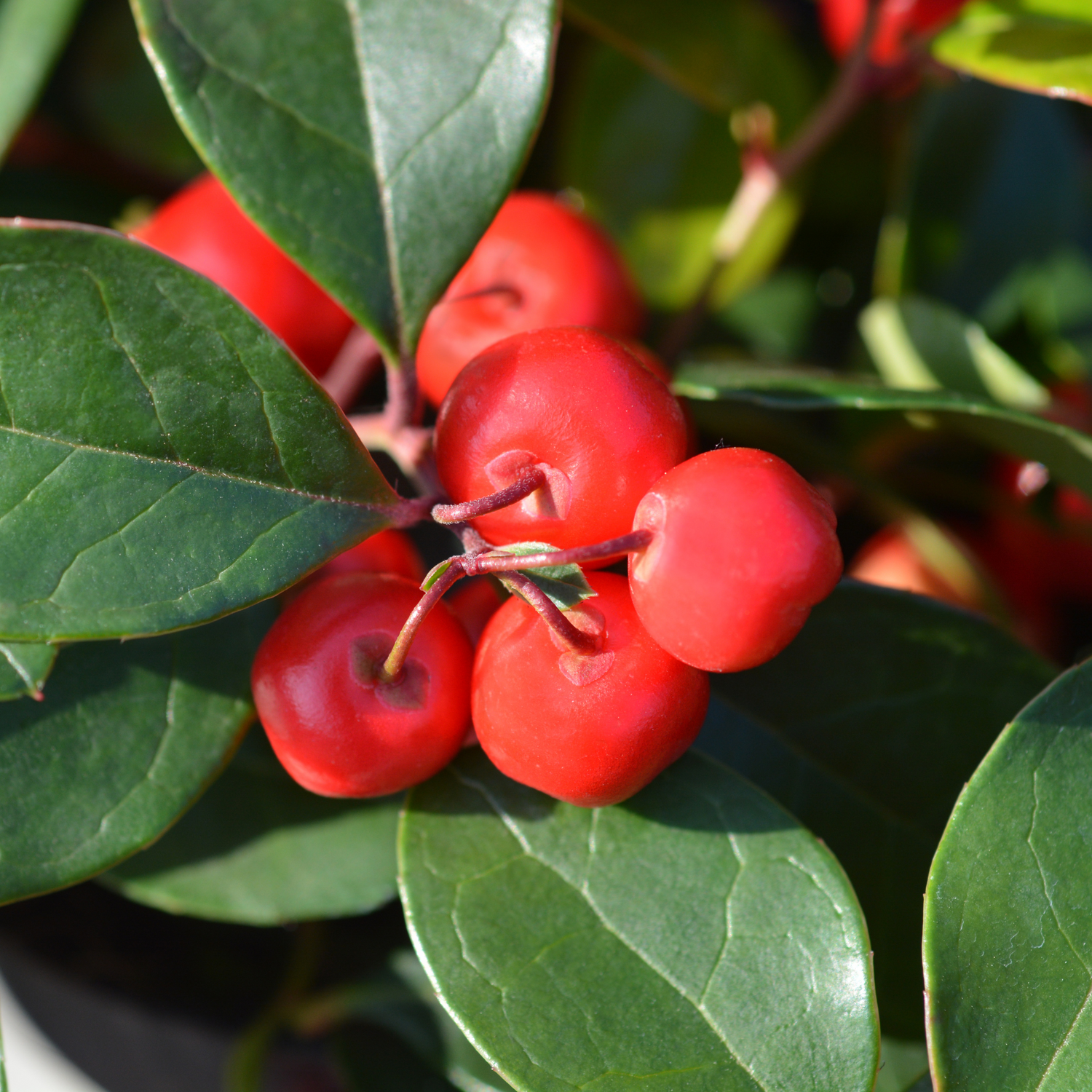 Wintergreen (Gaultheria fragrantissima) Essential Oil