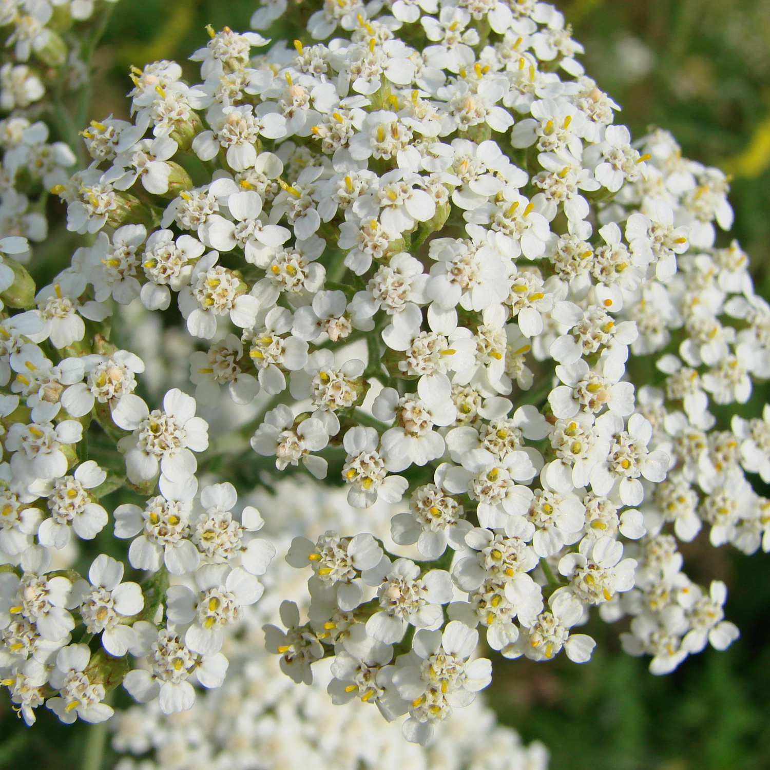 Yarrow (Achillea millefolium) Essential Oil