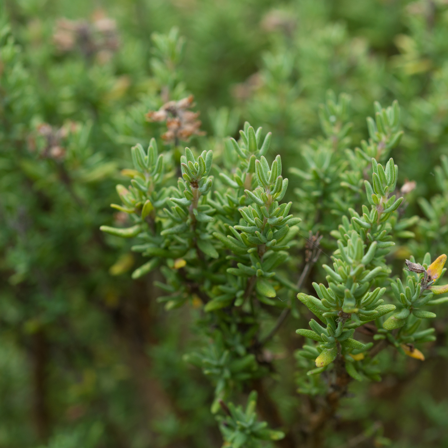 Thyme ct. Thymol (Thymus vulgaris) Essential Oil