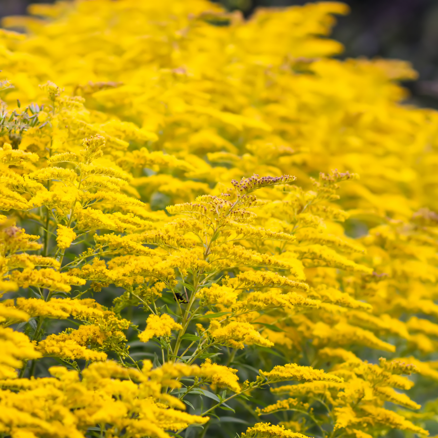 Canadian Goldenrod (Solidago canadensis) Essential Oil