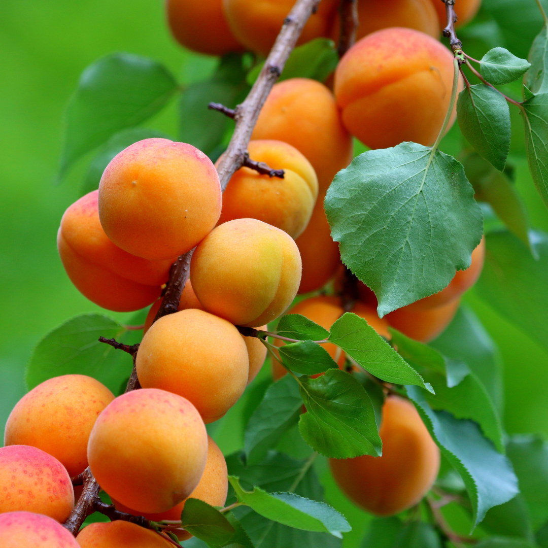 Apricot (Prunus armeniaca) Virgin Plant Oil