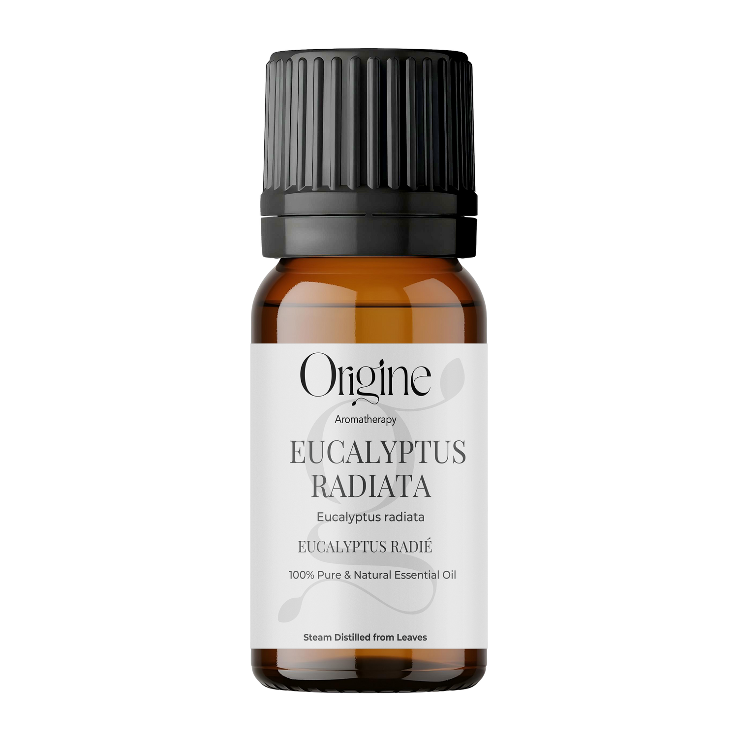 Eucalyptus radiata (Eucalyptus radiata) Essential Oil