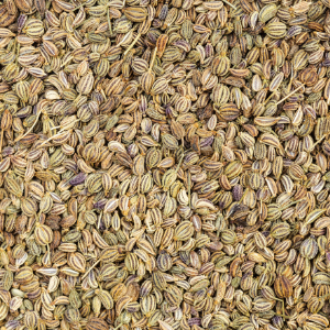 Ajwain (Trachyspermum ammi) Essential Oil