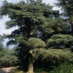 Atlas Cedar (Cedrus atlantica) Essential Oil