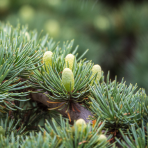 Atlas Cedar (Cedrus atlantica) Essential Oil