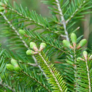 Balsam Fir (Abies balsamea) Hydrosol - Hydrosols