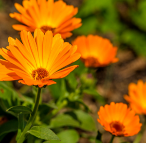 Calendula (Calendula officinalis) Macerated Oil