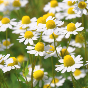 Chamomile, noble (Chamaemelum nobile) Essential Oil