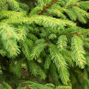 Origine Aromatherapy White Spruce Drink