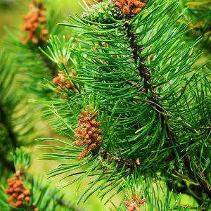 Scotch Pine (Pinus sylvestris) Essential Oil