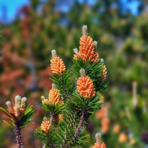 Scotch Pine (Pinus sylvestris) Essential Oil