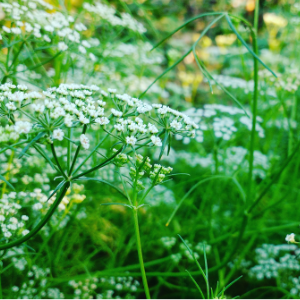 Ajwain (Trachyspermum ammi) Essential Oil