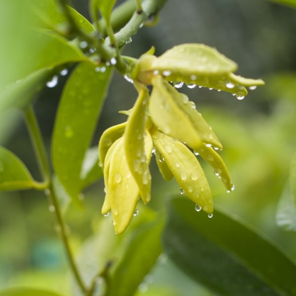 Ylang-ylang Complete (Cananga odorata) Essential Oil