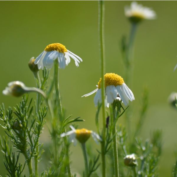 Roman Chamomile (Chamaemelum nobile) Essential Oil