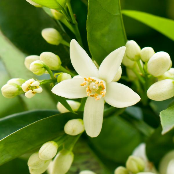 Neroli (Citrus aurantium ssp. amara) Essential Oil