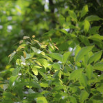 Ravintsara (ct. 1,8-Cineol) (Cinnamomum camphora) Essential Oil