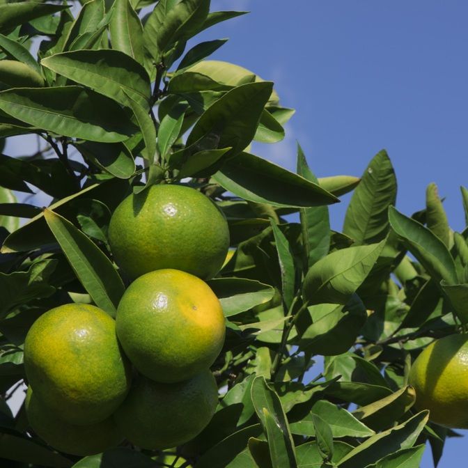 Mandarin Green Zest (Citrus reticulata) Essential Oil