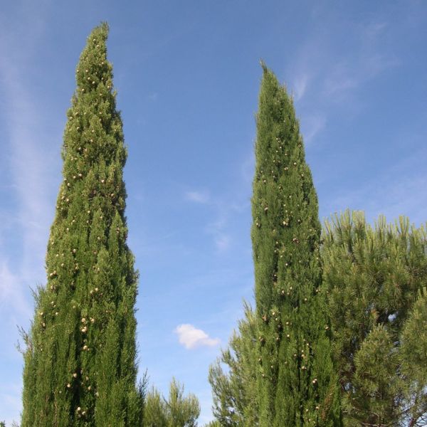 Cypress (Cupressus sempervirens) Essential Oil