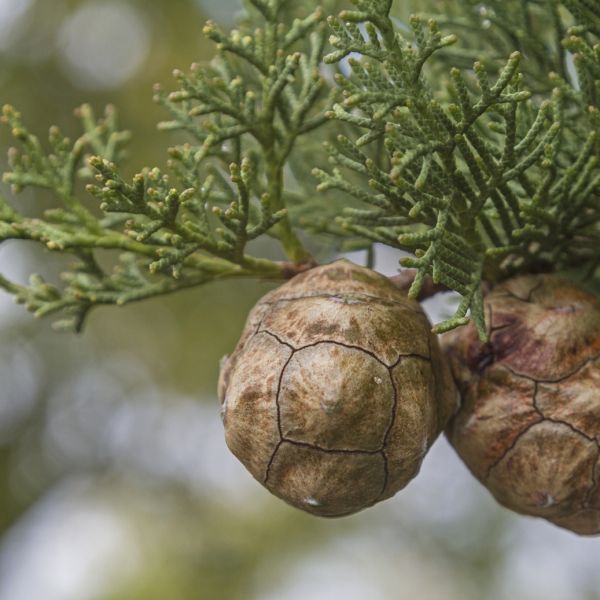 Cypress (Cupressus sempervirens) Essential Oil