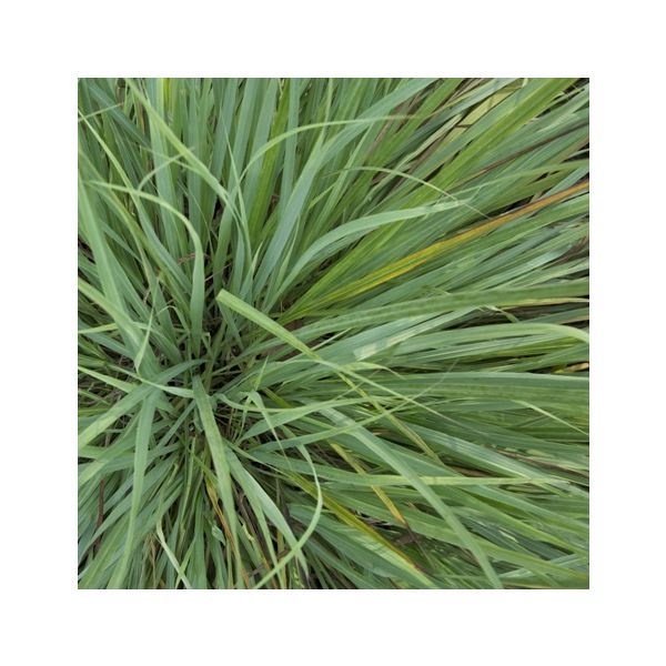 Lemongrass (Cymbopogon citratus/flexuosus) Essential Oil