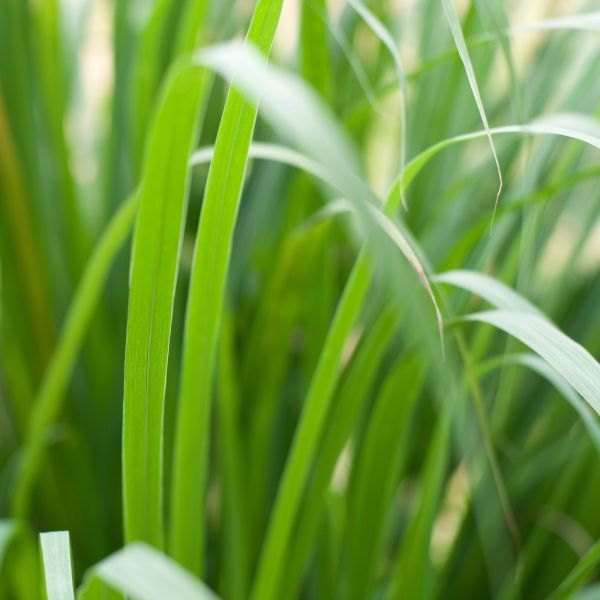 Palmarosa (Cymbopogon martinii) Essential Oil