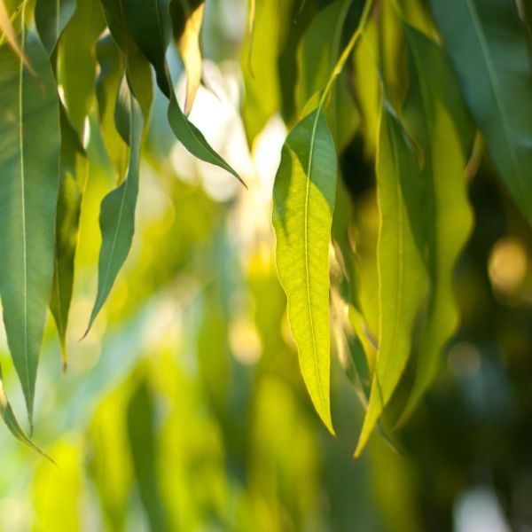 Eucalyptus radiata (Eucalyptus radiata) Essential Oil