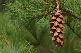 White Pine (Pinus strobus) Essential Oil