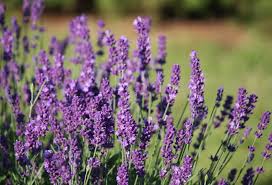 True Lavender (Lavandula angustifolia) Essential Oil