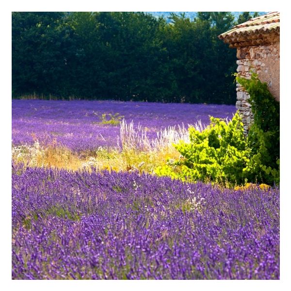 Lavender Officinalis (Lavandula officinalis) Essential Oil