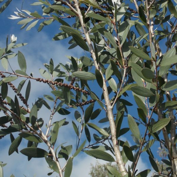 Niaouli (ct. 1,8-Cineol) (Melaleuca quinquenervia) Essential Oil