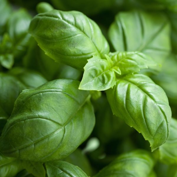 Basil Sweet (ct. Methyl chavicol) (Ocimum basilicum) Essential Oil