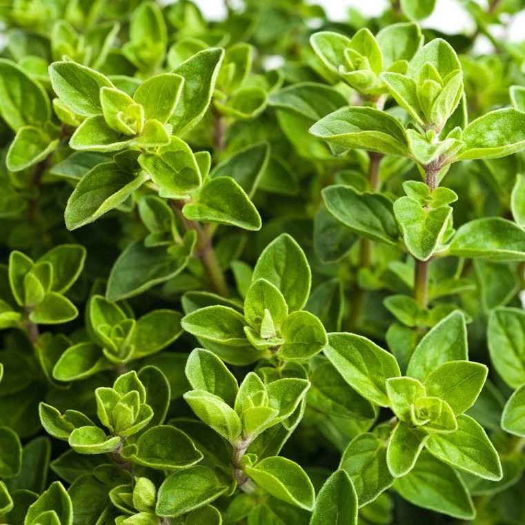 Oregano Compactum (Origanum compactum) Essential Oil